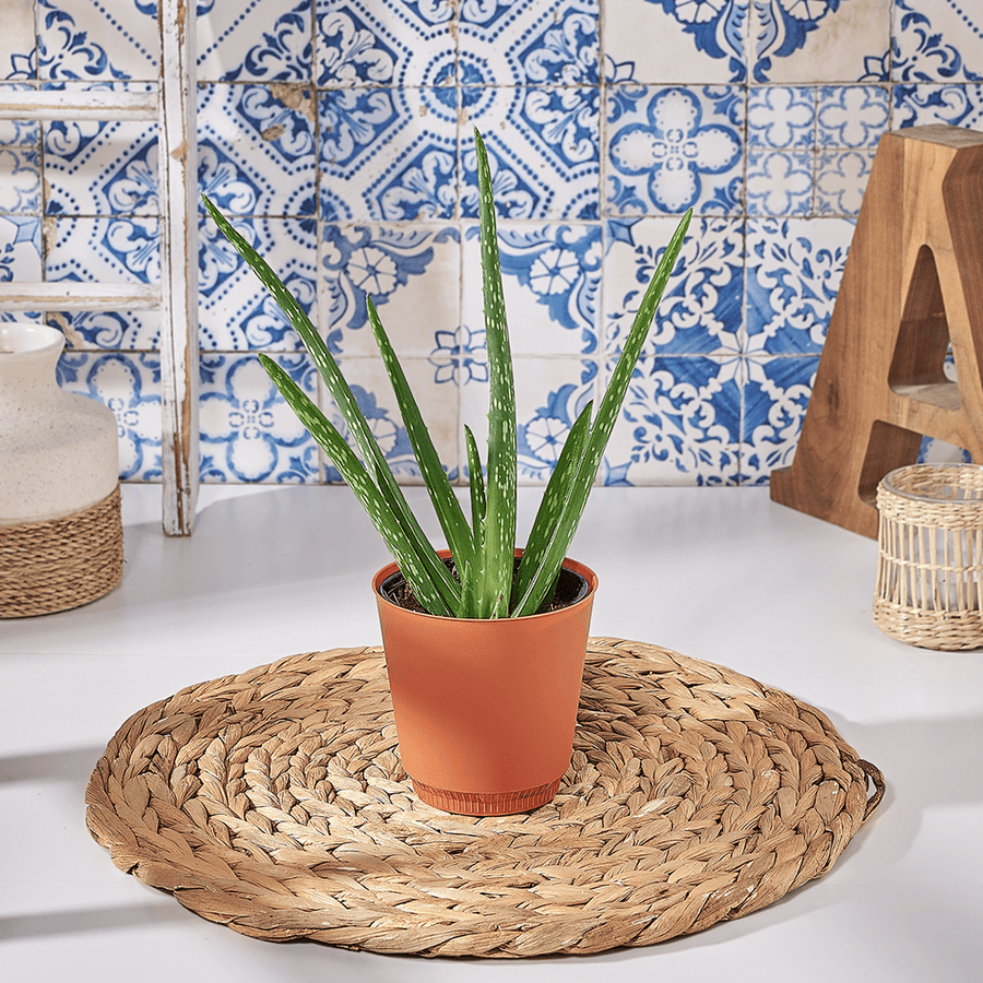 Aloe Potted Plant, plant gift, plant, aloe vera gift, aloe vera, succulent gift, succulent, US delivery