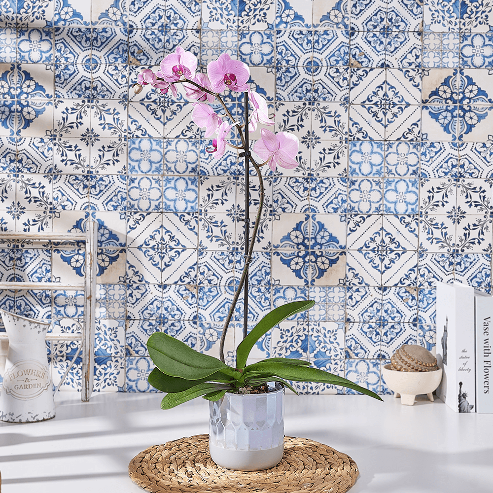 Blushing Pink Orchid Plant, plant gift, plant, flower gift, flower, orchid gift, orchid, US delivery