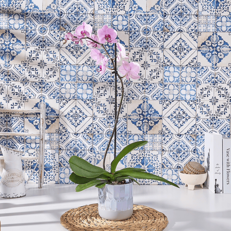 Blushing Pink Orchid Plant, plant gift, plant, flower gift, flower, orchid gift, orchid, US delivery