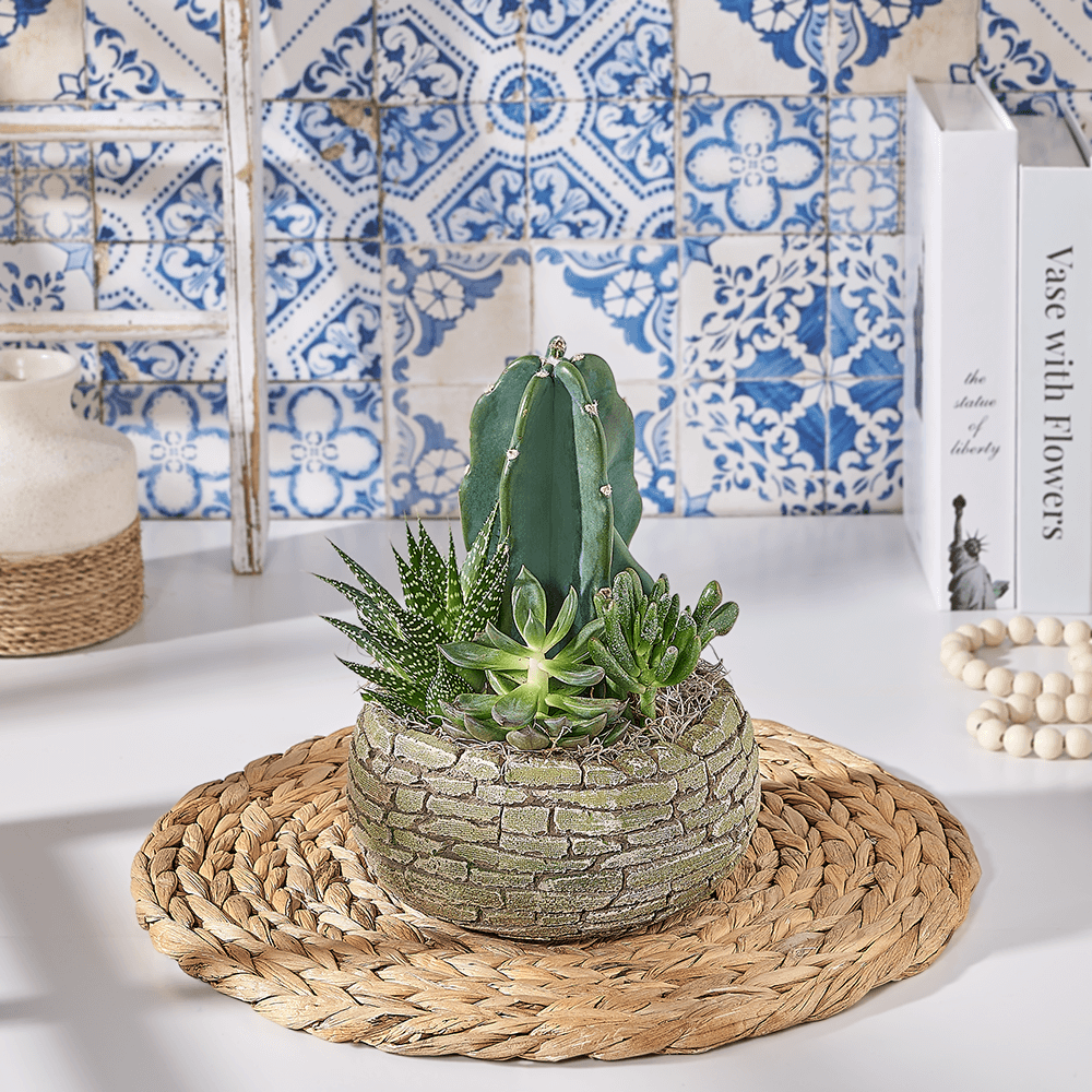 Cactus Makes Perfect Gift, plant gift, plant, succulent gift, succulent, US delivery