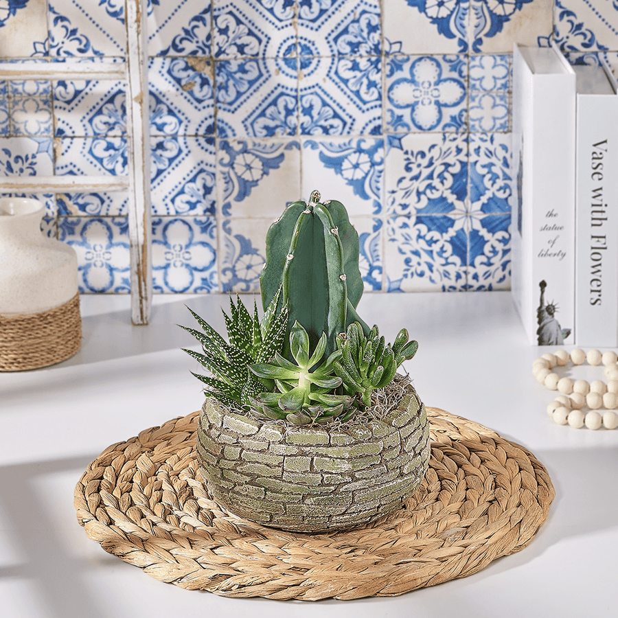 Cactus Makes Perfect Gift, plant gift, plant, succulent gift, succulent, US delivery