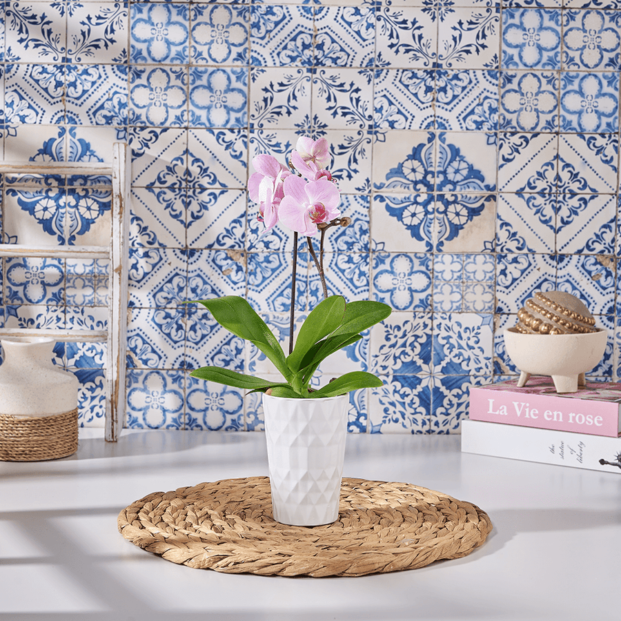 Dainty Pink Orchid Gift, orchid gift, orchid, plant gift, plant, flowers gift, flowers, US delivery