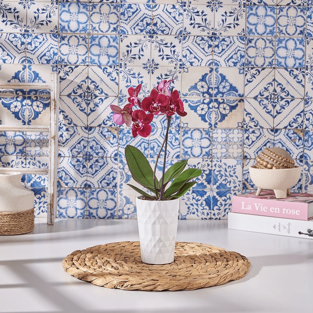 Little Purple Orchid Gift, orchid gift, orchid, plant gift, plant, flower gift, flower, US delivery