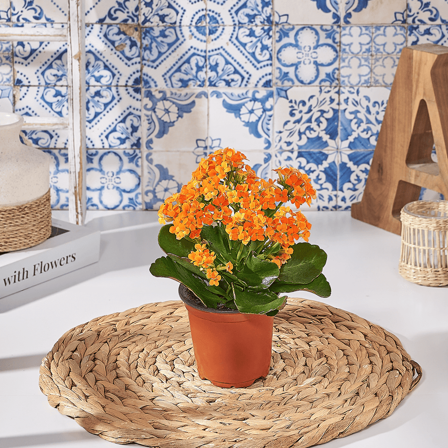 Orange Potted Kalanchoe Gift, plant gift, plant, kalanchoe gift, kalanchoe, US delivery