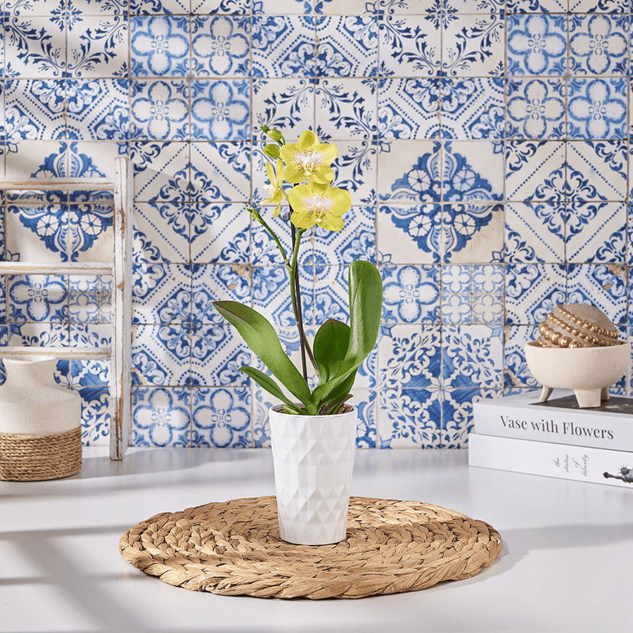 Petite Gold Orchid Plant, plant gift, plant, flower gift, flower, orchid gift, orchid, US delivery