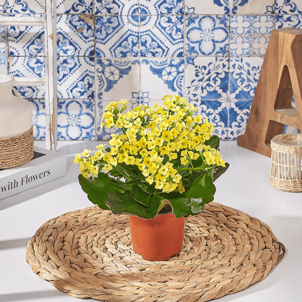 Potted Kalanchoe, plant gift, plant, kalanchoe gift, kalanchoe, US delivery