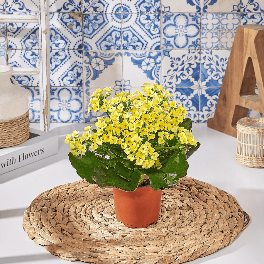 Potted Kalanchoe, plant gift, plant, kalanchoe gift, kalanchoe, US delivery