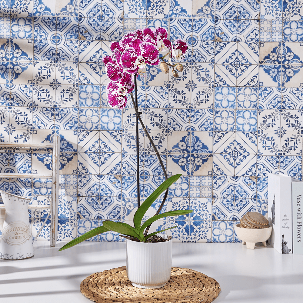 Potted Purple Orchid, plant gift, plant, orchid gift, orchid, flower gift, flower, USA delivery