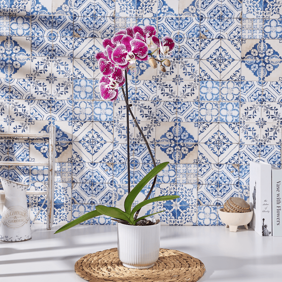 Potted Purple Orchid, plant gift, plant, orchid gift, orchid, flower gift, flower, USA delivery