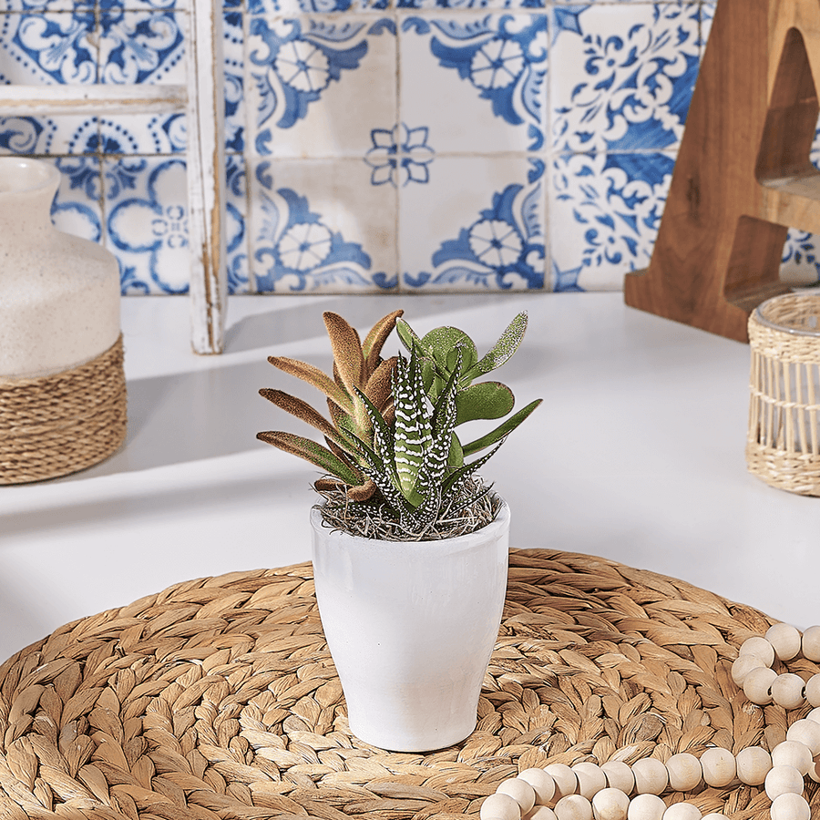 Small Succulent Planter Gift, plant gift, plant, succulent gift, succulent, USA delivery