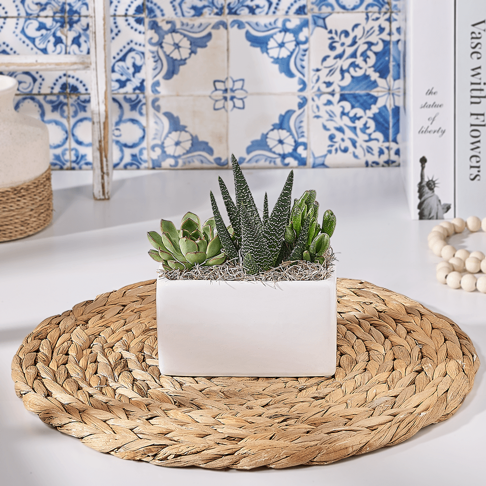 Stunning Succulent Planter Gift, plant gift, plant, succulent gift, succulent, US delivery