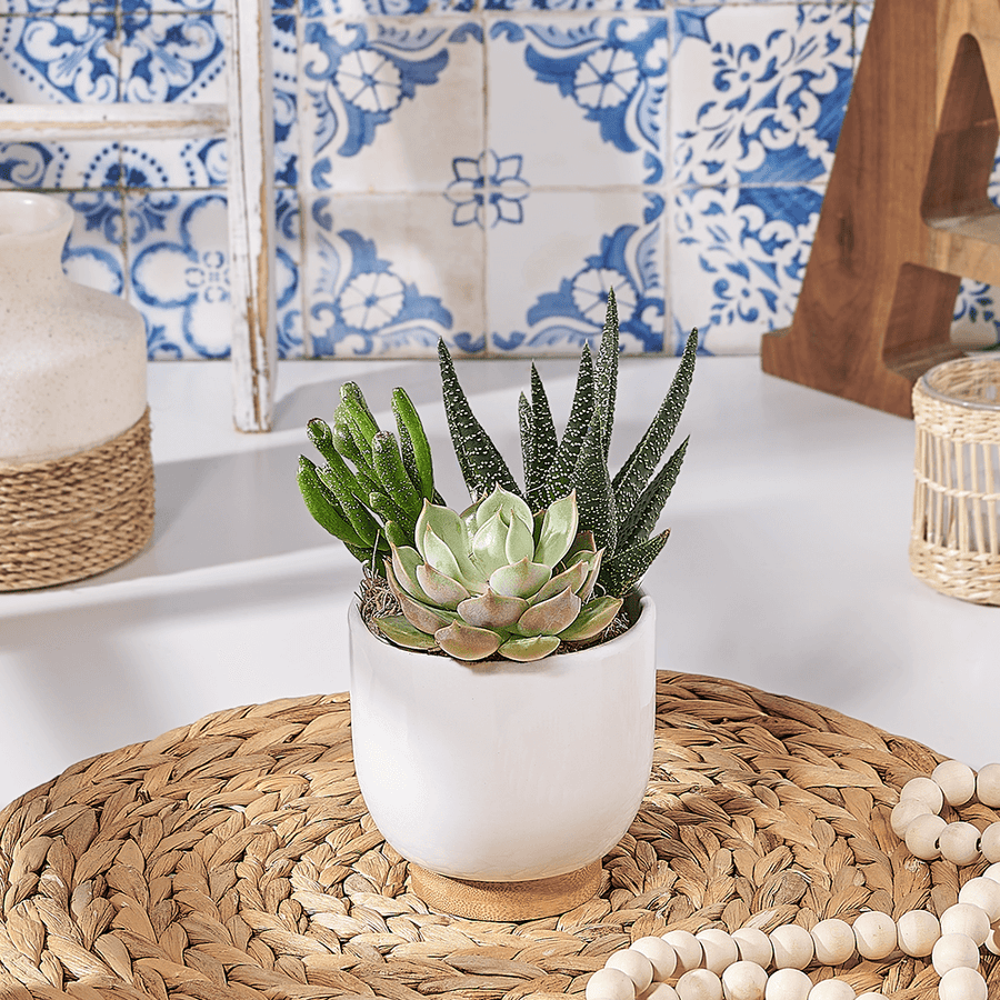 Succulent Trio Planter Gift, plant gift, plant, succulent gift, succulent, US delivery