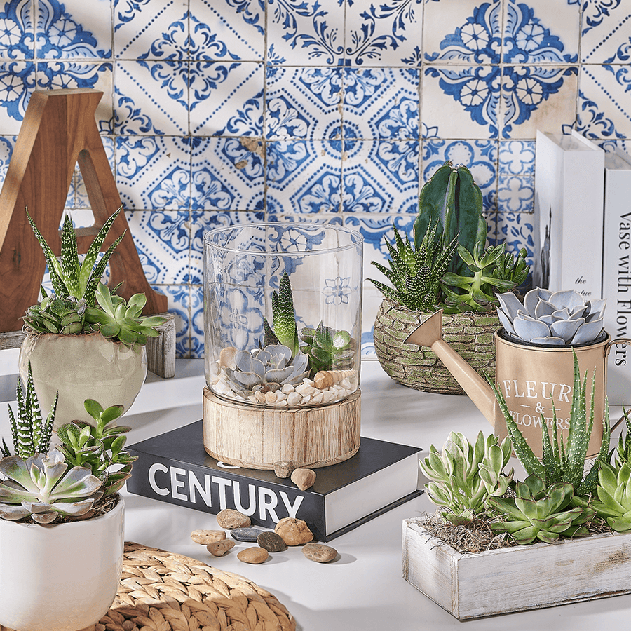 Succulents & Cacti Plant Subscription, plant subscription gift, plant subscription, plant gift, plant, US delivery