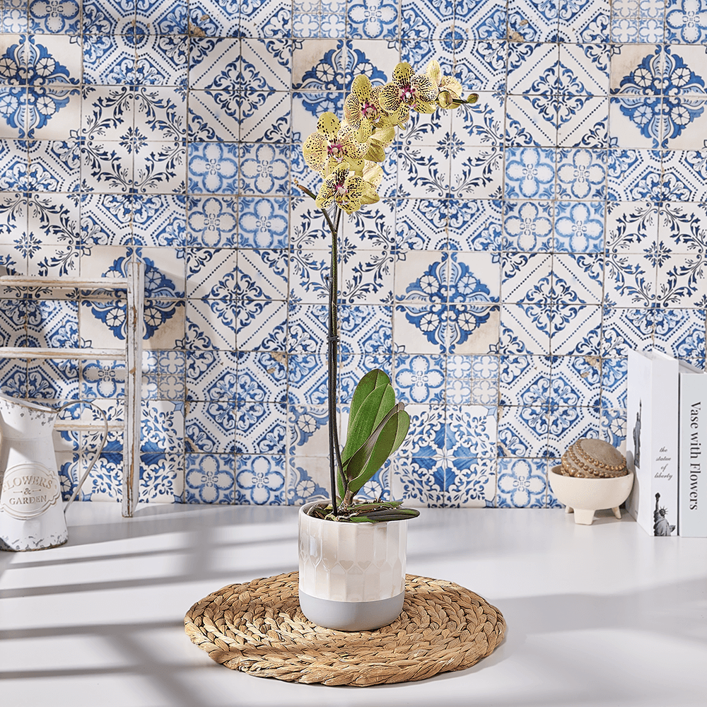 Sunny Orchid Plant Gift, plant gift, plant, orchid gift, orchid, USA delivery