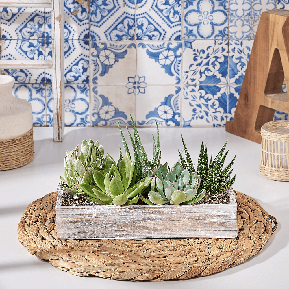 Tabletop Succulent Garden, plant gift, plant, succulent gift, succulent, US delivery