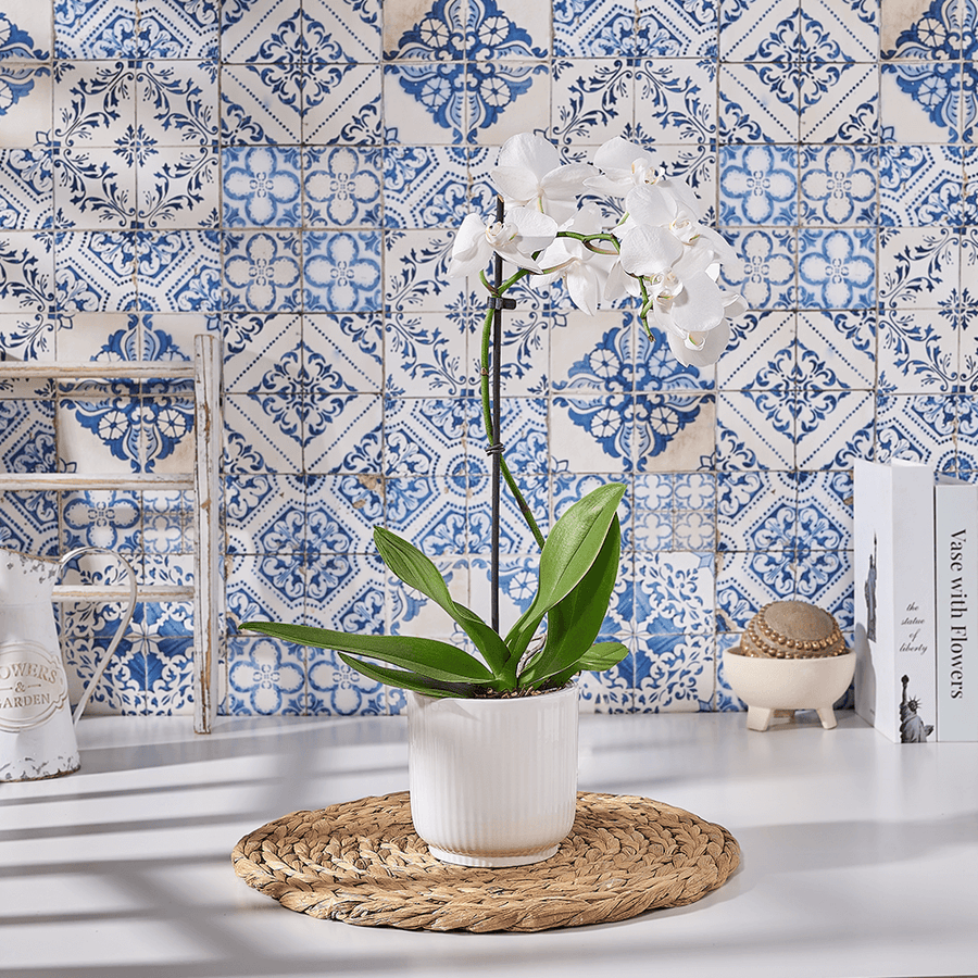 White Orchids Couldn't Drag Me Away, plant gift, plant, orchid gift, orchid, US delivery