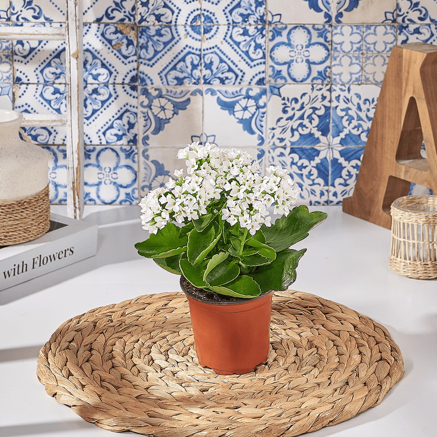 White Potted Kalanchoe Gift, plant gift, plant, kalanchoe gift, kalanchoe, US delivery